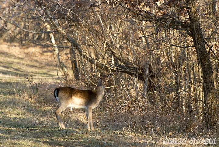 Daino: colorazione del mantello e altro...